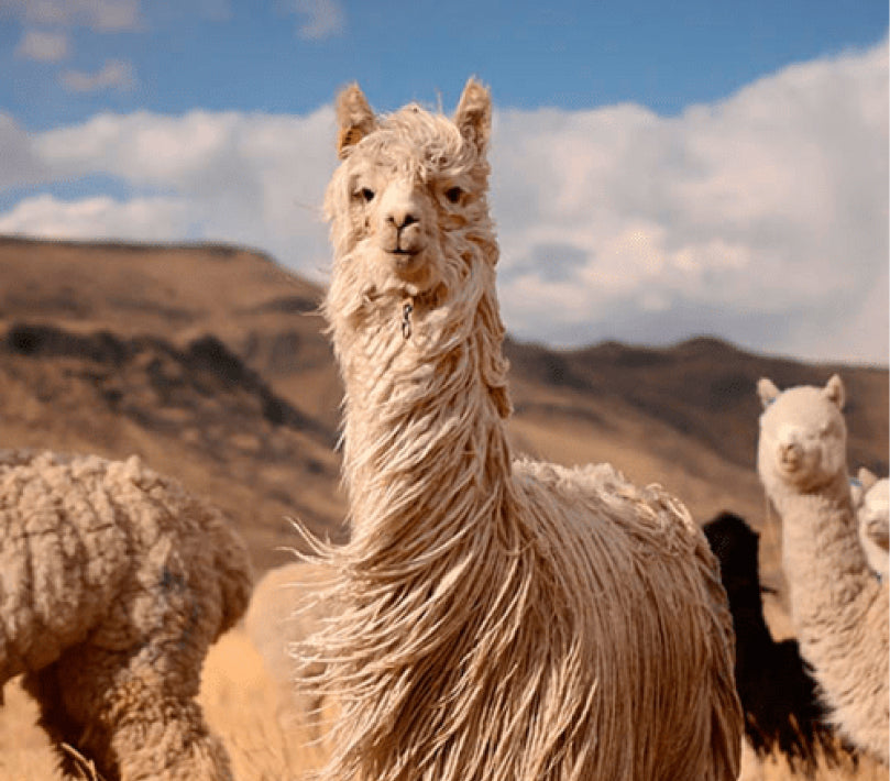 Fibra natural animal